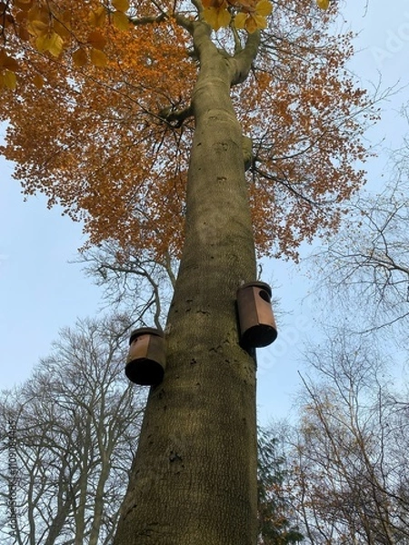 Fototapeta Bird Nesting boxes mounted on the trunk of a tall, mature Beech tree in Winter. 