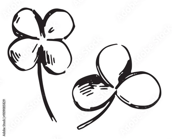 Fototapeta Sketch of clover plant leaves. Simple shamrock leaf in engraving style. Botanical vector illustration isolated on white.