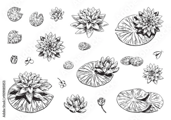 Obraz Outline drawings collection of water lily plants. Set of lotus flowers, leaves in sketch style. Botanical vector illustration isolated on white.