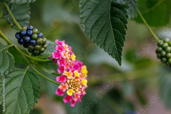 Obraz ランタナの小さな花と実