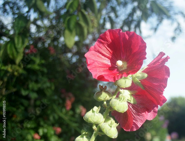Obraz red flower
