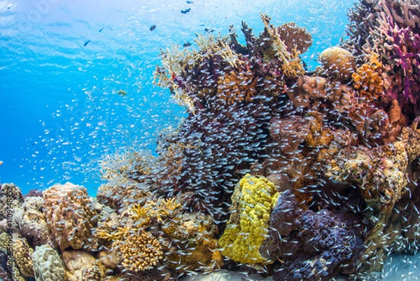 Obraz 渡嘉敷島　沖縄サンゴ　海　ダイビング　白い砂浜
水中の, サンゴ, 海, 魚, 礁, 水, 海, トロピカル, 