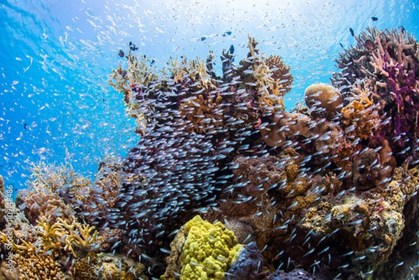 Obraz 海　沖縄　青い　慶良間