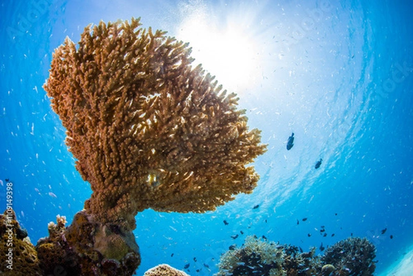 Obraz 慶良間　サンゴ  太陽