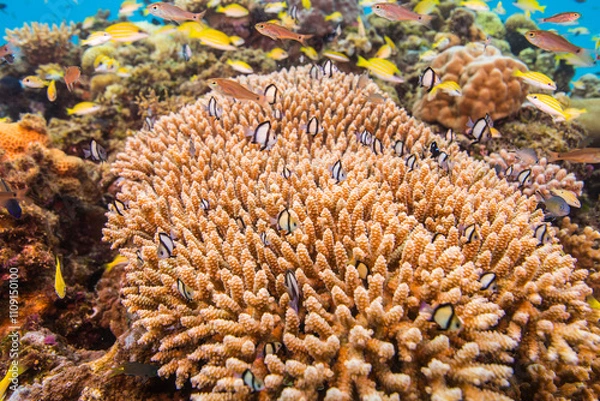 Obraz 海　沖縄　青い　慶良間