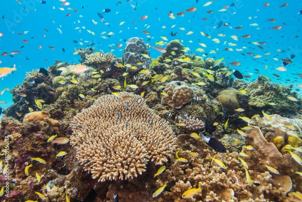 Obraz 渡嘉敷島　沖縄サンゴ　海　ダイビング　白い砂浜
水中の, サンゴ, 海, 魚, 礁, 水, 海, トロピカル, 