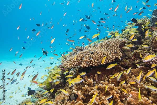 Obraz 渡嘉敷島　沖縄サンゴ　海　ダイビング　白い砂浜
水中の, サンゴ, 海, 魚, 礁, 水, 海, トロピカル, 