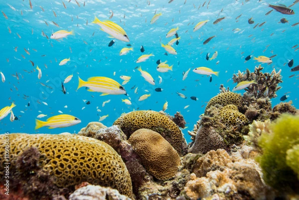 Obraz 海　沖縄　青い　慶良間