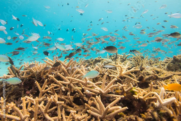 Obraz 深い, 海の, ダイバー, カラフル, アクアリウム, 