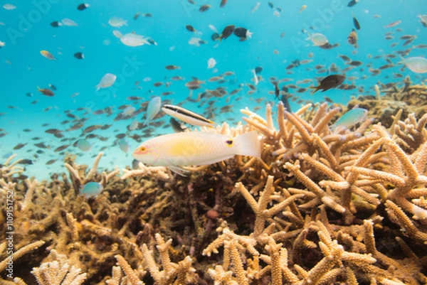 Obraz サンゴ  オキナワ　ベラ沖縄