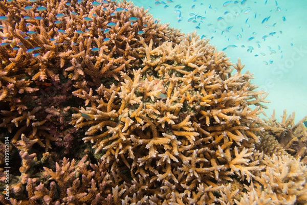 Obraz 渡嘉敷島　沖縄サンゴ　海　ダイビング　白い砂浜