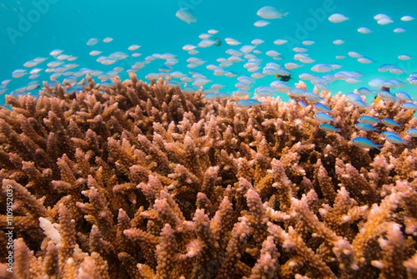 Obraz サンゴ  オキナワ　スズメダイ　沖縄