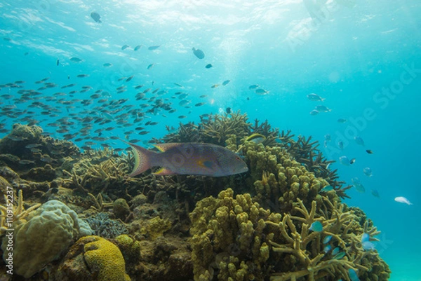 Obraz 　ハタ　サンゴ  オキナワ　沖縄