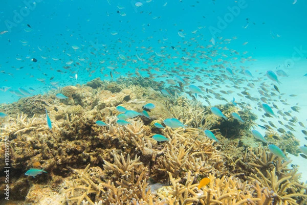 Obraz サンゴ  オキナワ沖縄