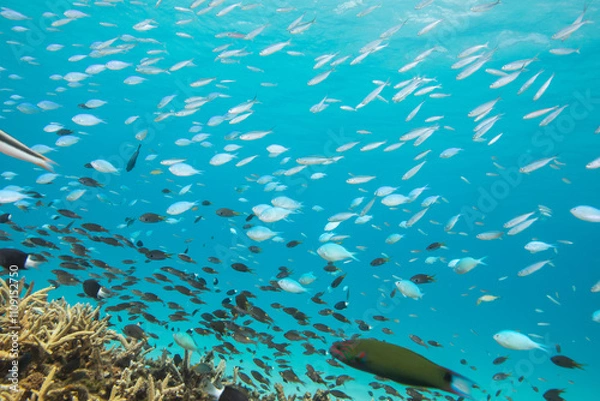 Obraz デバスズメダイ