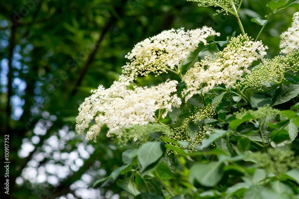 Obraz Elderberry (Sambucus nigra) flower.