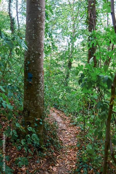 Fototapeta Beautiful path in the green forest. Walk in the quiet forest.