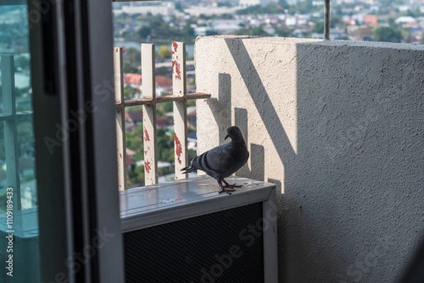 Fototapeta A pigeon is perched on a ledge next to an air conditioner