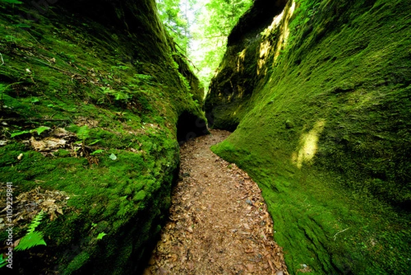 Fototapeta 日本、北海道、支笏湖の苔の回廊