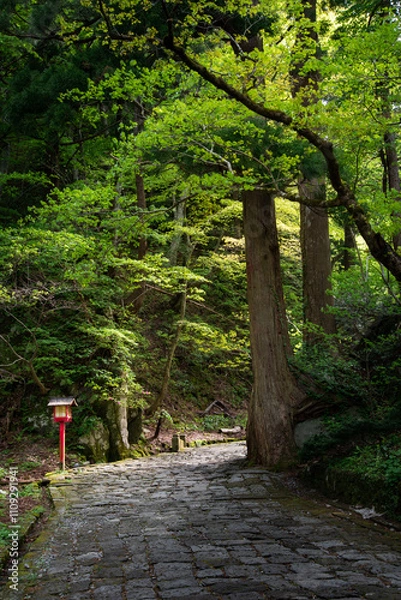 Fototapeta footpath in the woods with sunshine coming through leaves