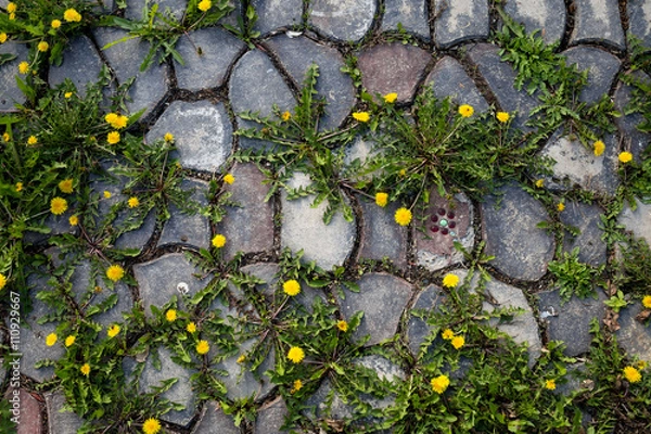 Obraz Dandelions on stone path
