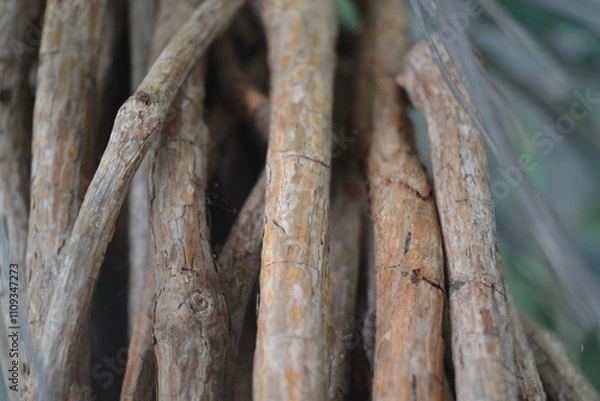 Fototapeta Nature; tree 