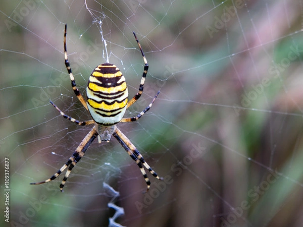 Obraz Dicke Wespenspinne 