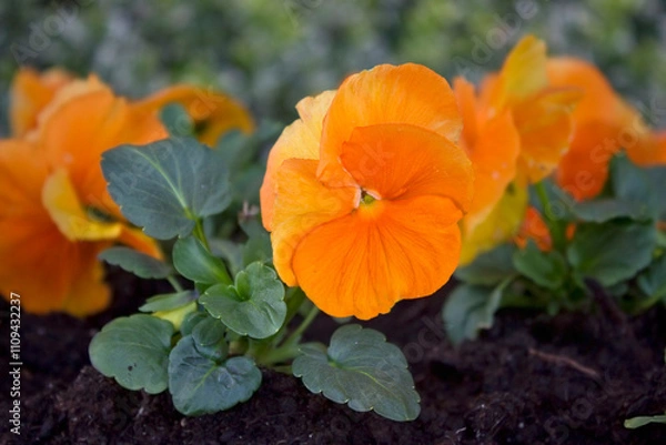 Fototapeta Close-up of orange pansies growing in a flowerbed