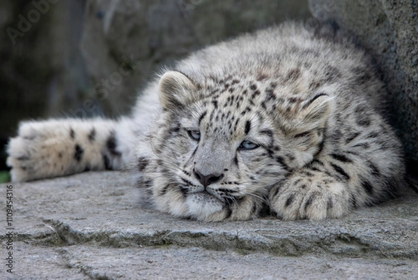 Obraz Snow leopard cub