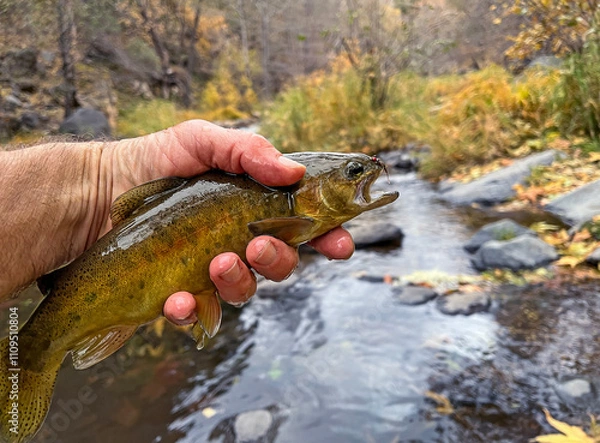 Fototapeta Rare Gila Trout Caught And Released On Oak Creek In Sedona AZ