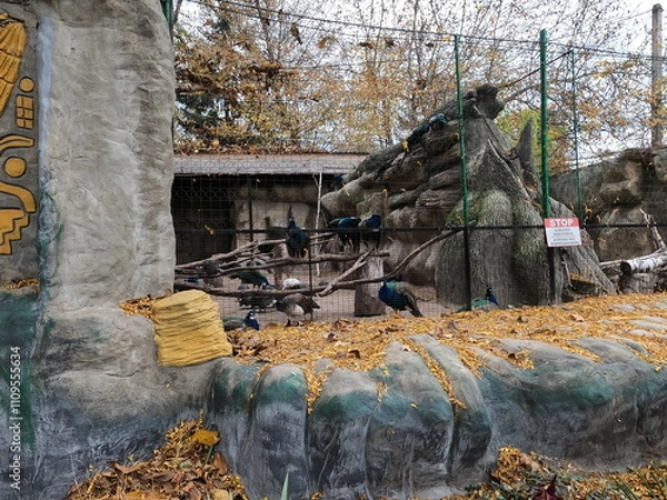 Obraz zoo