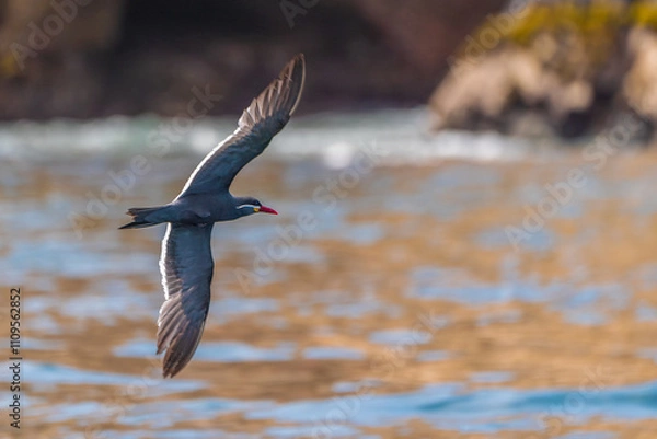 Obraz Inca tern flying between the islands.