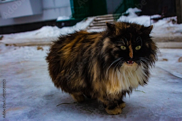 Obraz Katze im Winter