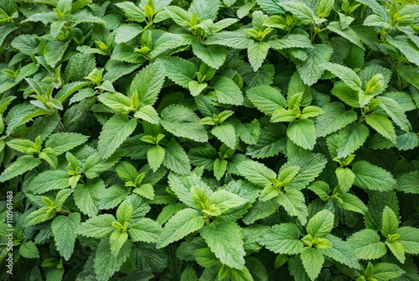 Fototapeta Mint spearmint roślin zielony liść rośnie