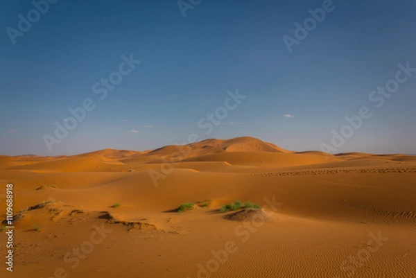 Obraz Lie in the desert