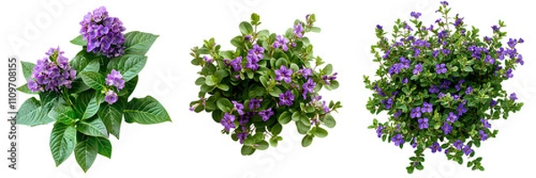 Fototapeta Set of a, purple flower bush with green leaves in the shape of an, isolated on a transparent background.