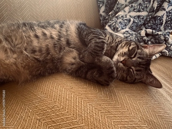 Fototapeta One Gray Tabby Cat sleeping on yellow sofa, cozy and cuddled up next to blue blanket