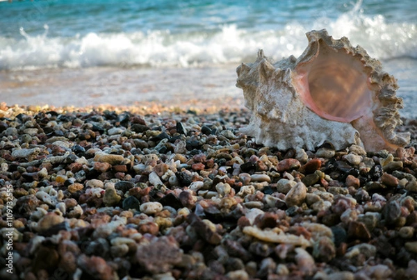 Obraz Shell on the beach. Mollusk Murex branched on the shore, against the background of the sea. Day. Autumn. Egypt.