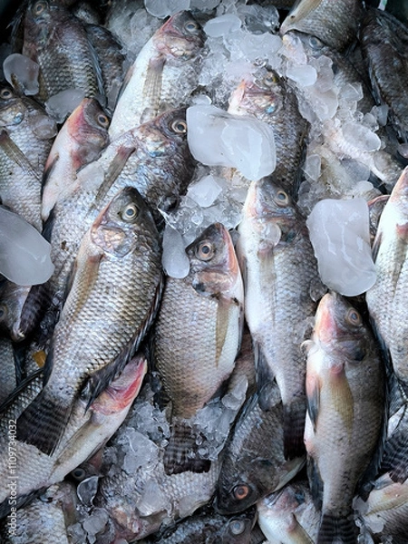 Fototapeta Fish market. Fresh fish on the counter. Day. Autumn. Egypt.