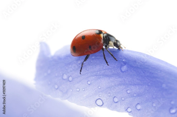 Fototapeta flower petal with ladybug