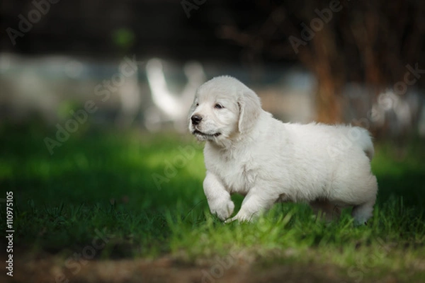 Fototapeta Little puppy Golden retriever