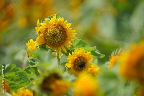 Obraz シーズン終わりのひまわり