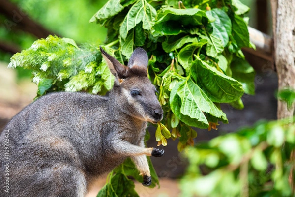 Obraz Wallaby in Australia