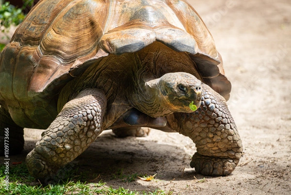 Obraz closeup to a large Galapagos Tortoise