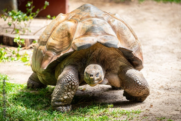 Obraz closeup to a large Galapagos Tortoise