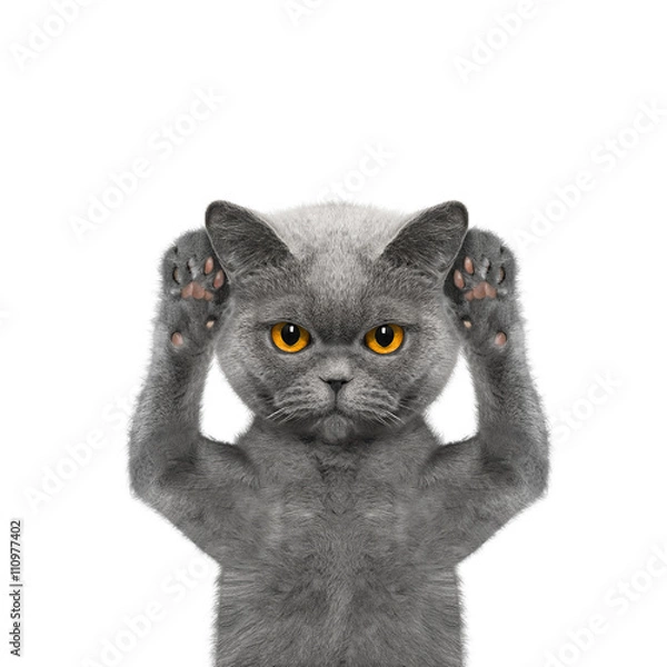 Fototapeta cat listens attentively to somebody