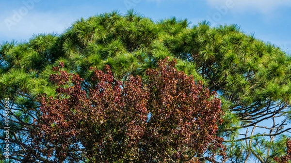 Fototapeta Florida Tree Mix