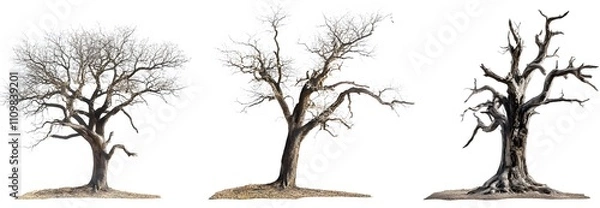 Obraz Three Bare Trees Stages Of Decay Isolated White Background