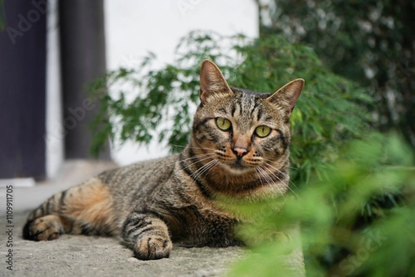 Fototapeta A cat sunning itself