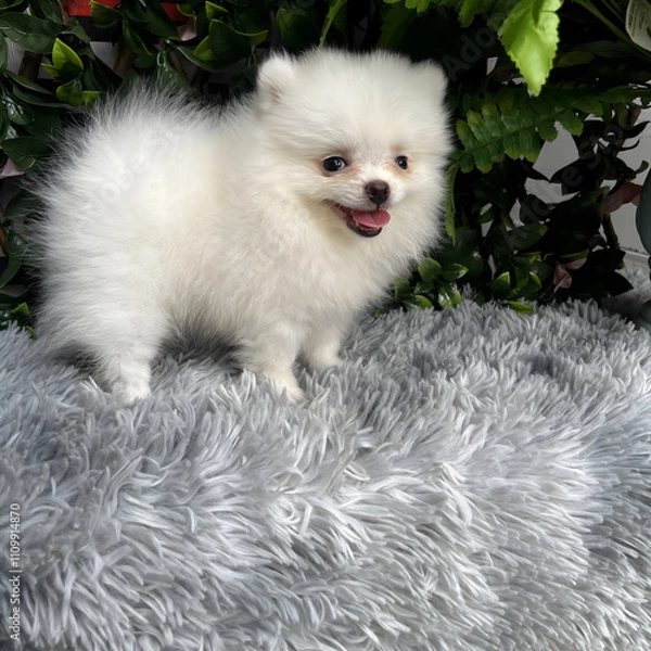 Fototapeta A cute, fluffy Pomeranian dog is sitting and taking pictures with a natural scene.
